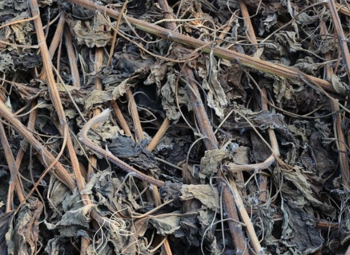 植物換盆注意事項