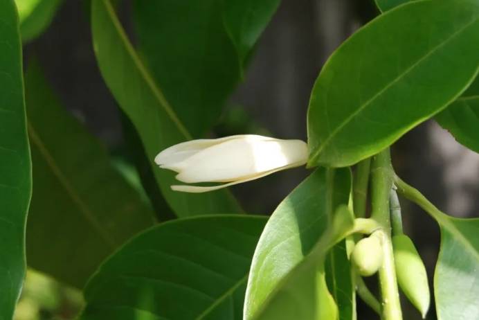 玉蘭樹修剪方法