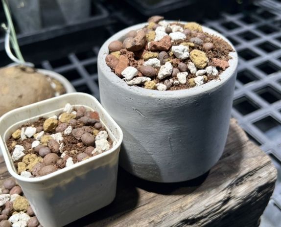 多肉植物介質選擇