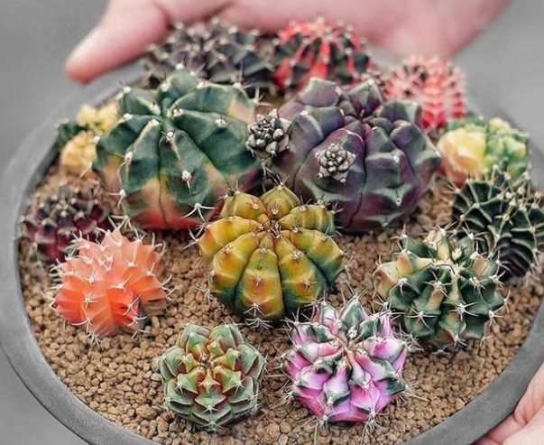 仙人掌換盆方法