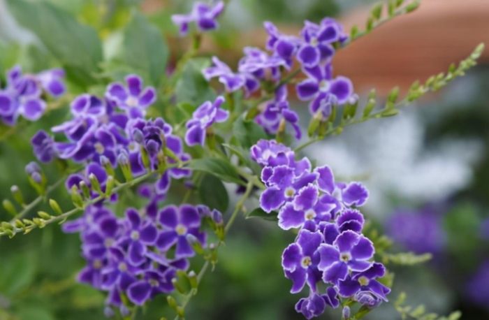 半日照植物推薦