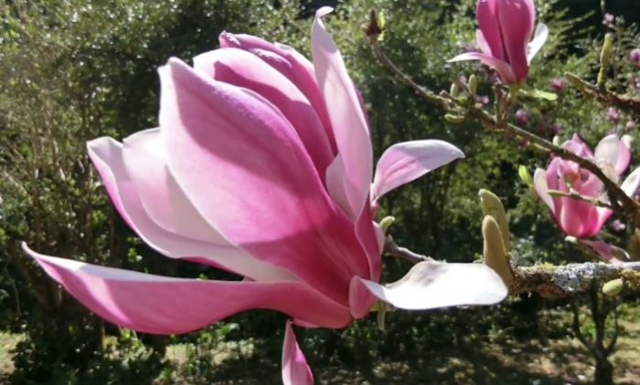 玉蘭樹修剪方法