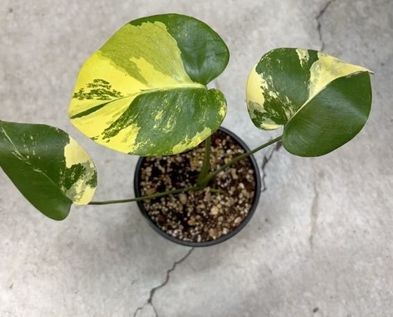 龜背芋葉子變黃