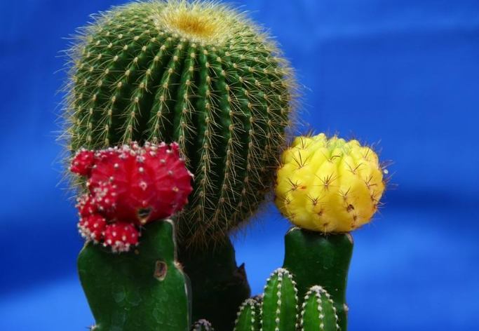 球形仙人掌種植