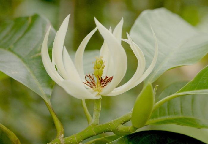 玉蘭樹修剪時機