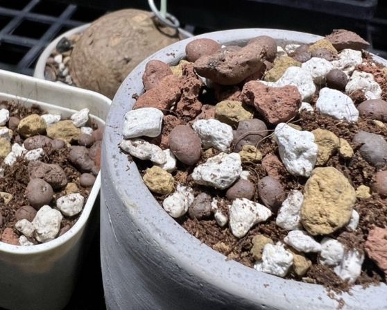 多肉植物土壤配方