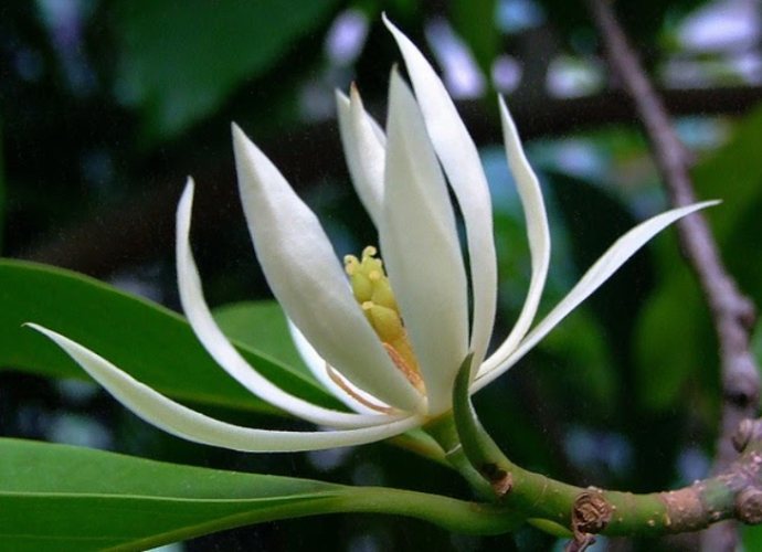 玉蘭樹修剪時機