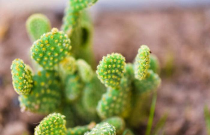 無刺仙人掌種類