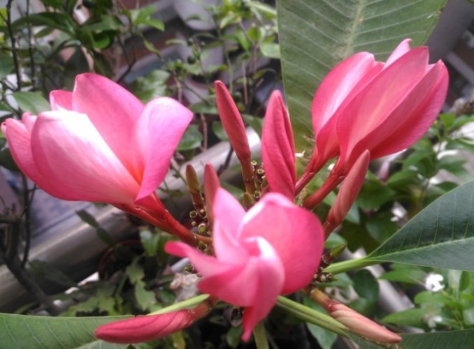 雞蛋花冬天照顧