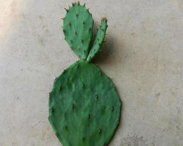 仙人掌生根技巧