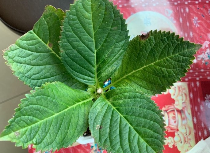 葉子剪一半好處