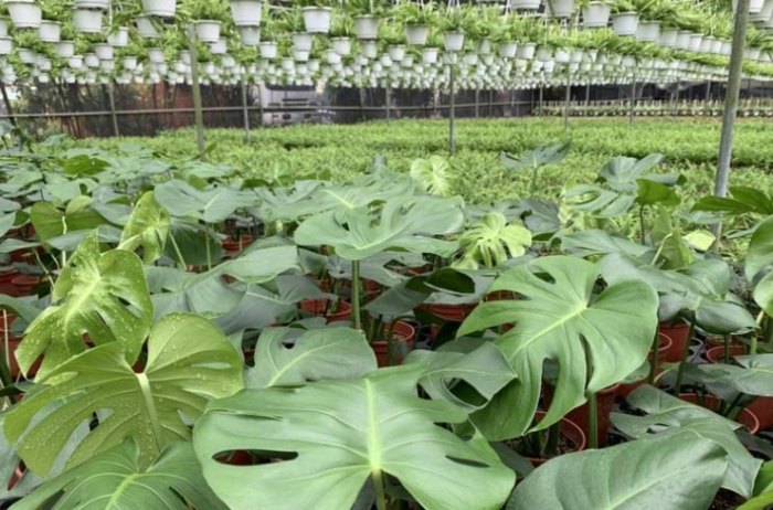 龜背芋照顧方法