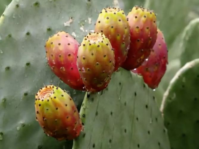 客廳放仙人掌 好嗎