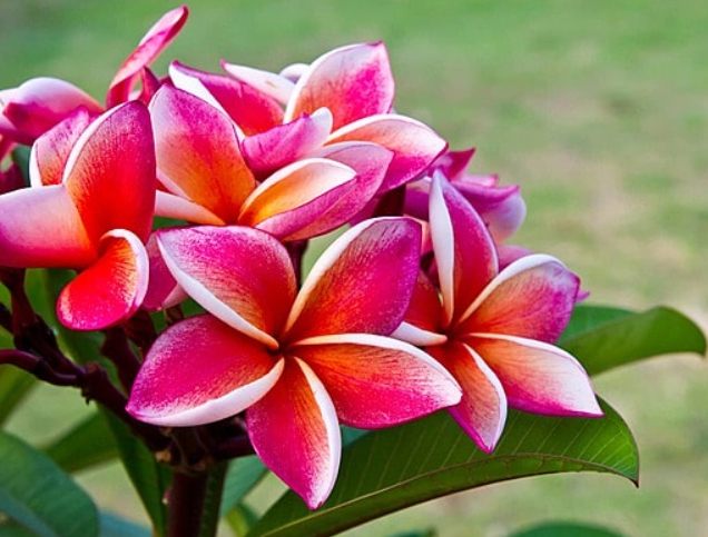 雞蛋花種植指南