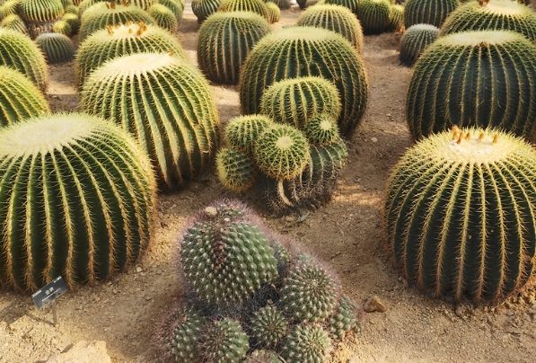 仙人掌養護技巧