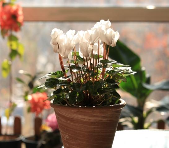 台湾家庭花卉推荐