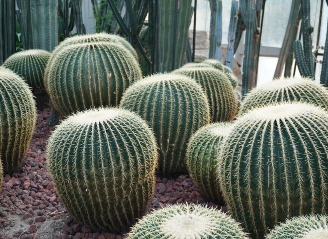 球形仙人掌種植