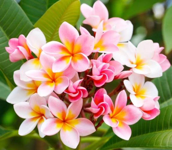 雞蛋花果實用途