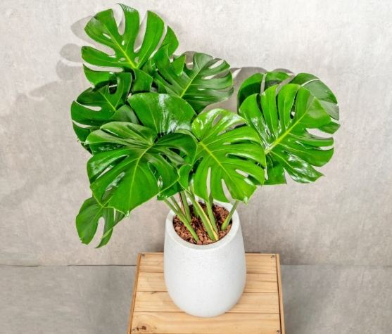 植物葉子變黃處理