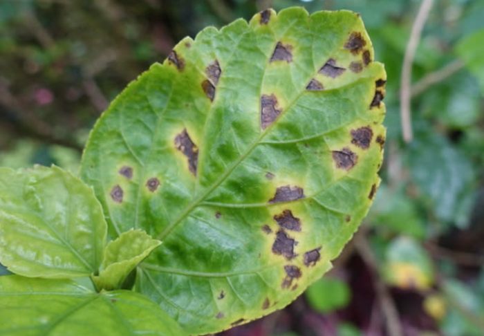 葉子變黃處理方法