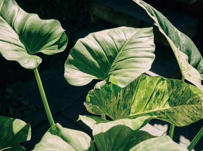 葉子剪一半好處