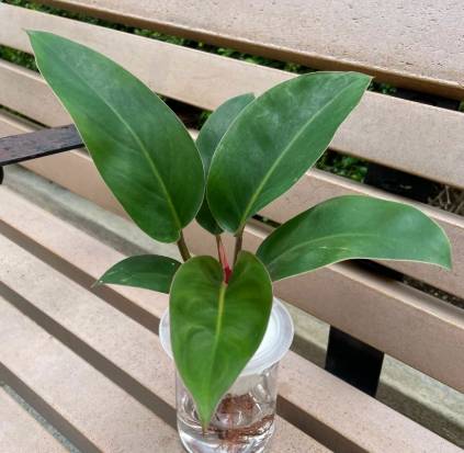 紅鑽蔓綠絨病害