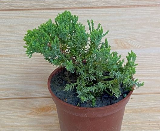 珍珠柏盆栽照顧 珍珠柏盆栽照顧