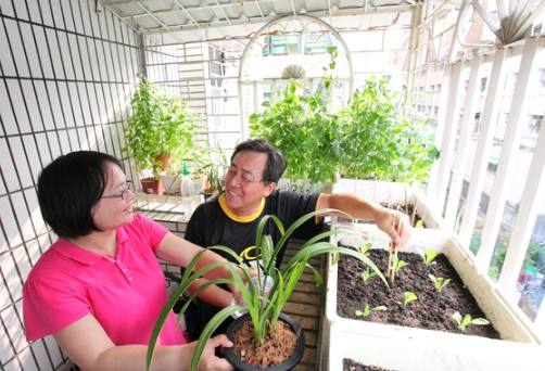 懶人蔬菜種植 懶人蔬菜種植