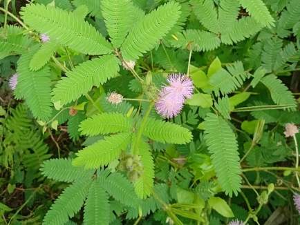 含羞草樹種植 含羞草樹種植