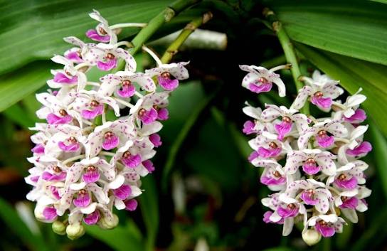 蘭花花期 蘭花花期