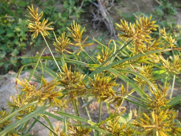 莎草味道 莎草味道