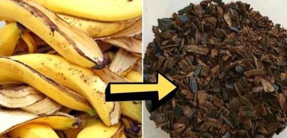 香蕉皮肥料發霉 香蕉皮肥料發霉