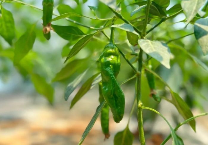 辣椒多久收成