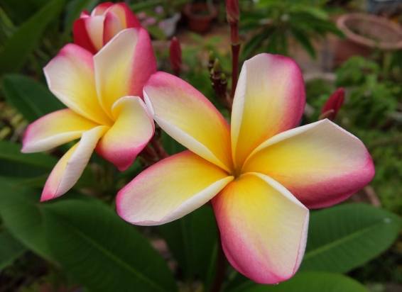 雞蛋花養護技巧 雞蛋花養護技巧