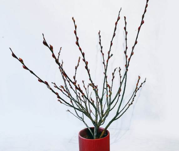 銀柳過敏 銀柳過敏