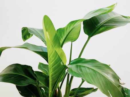 天堂鳥養護 天堂鳥養護