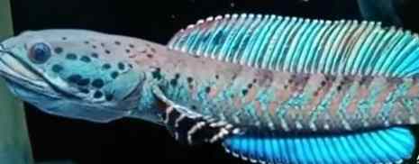 雷龍神話生物 雷龍神話生物