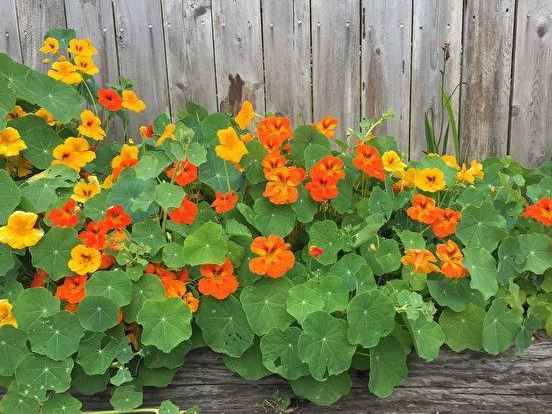 旱金蓮食用 旱金蓮食用