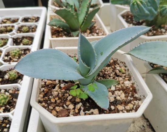 龍爪多肉品種 龍爪多肉品種