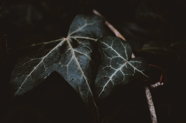 植物營養液用法