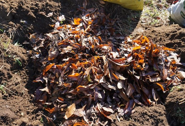 腐葉土泥炭土混合比例