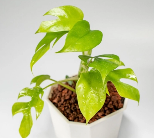 龜背芋葉子變黑