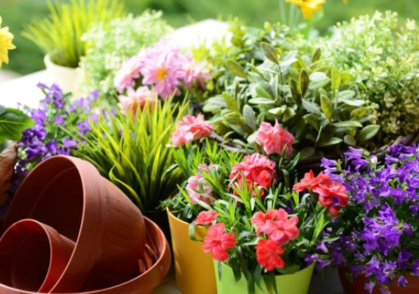 蔬菜種植澆水技巧