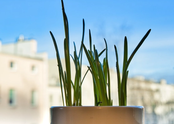 每天澆水必要嗎