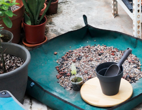 換盆後植物枯萎