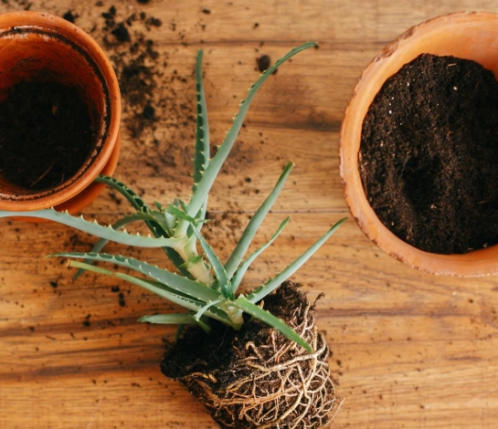 植物換盆後照顧
