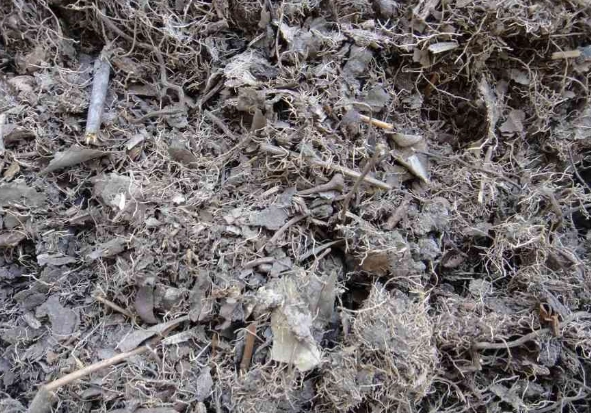 腐葉土泥炭土適用植物