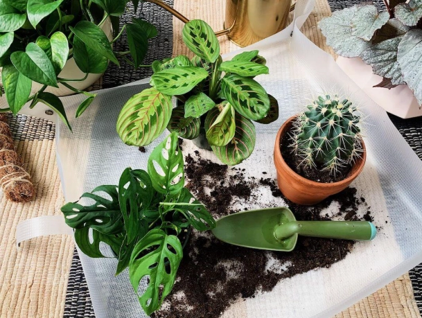 植物換盆後照顧