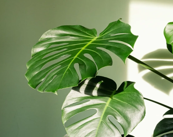 龜背芋葉子變黑