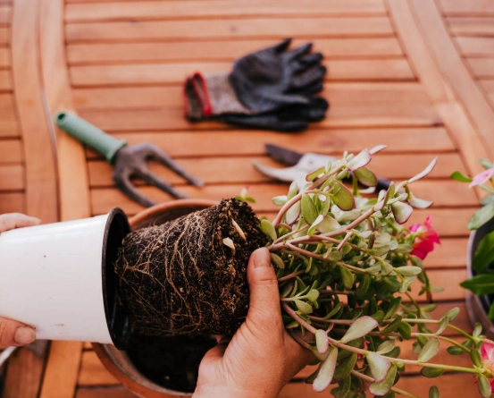 換盆後植物枯萎